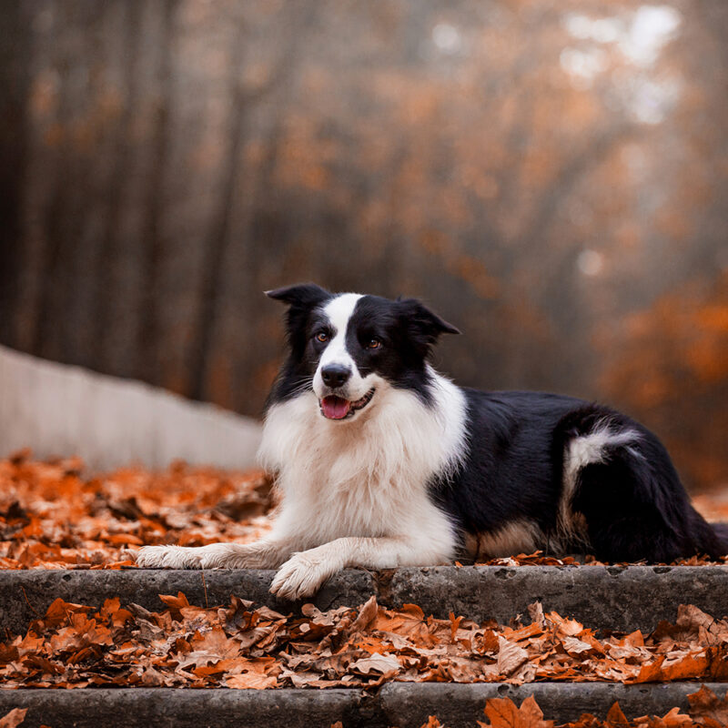 calm border collie sitting in fall forest calm border collie sitting in fall forest