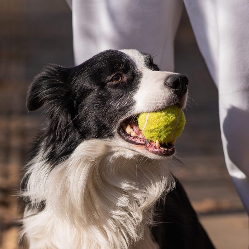 border collie with tennis ball in mouth border collie with tennis ball in mouth