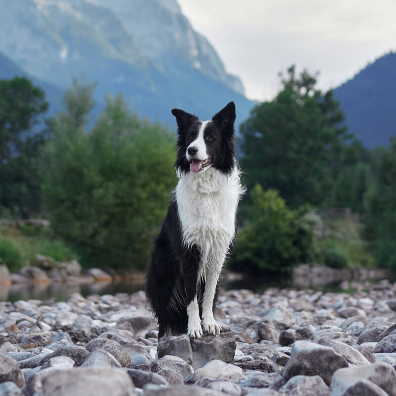 border collie standing on rocks outside border collie standing on rocks outside