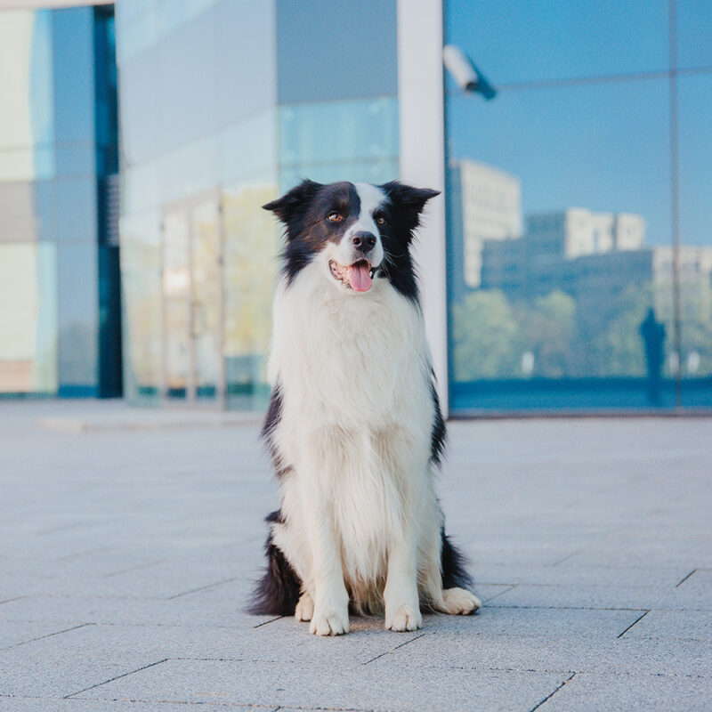 border collie sitting on New York street border collie sitting on New York street