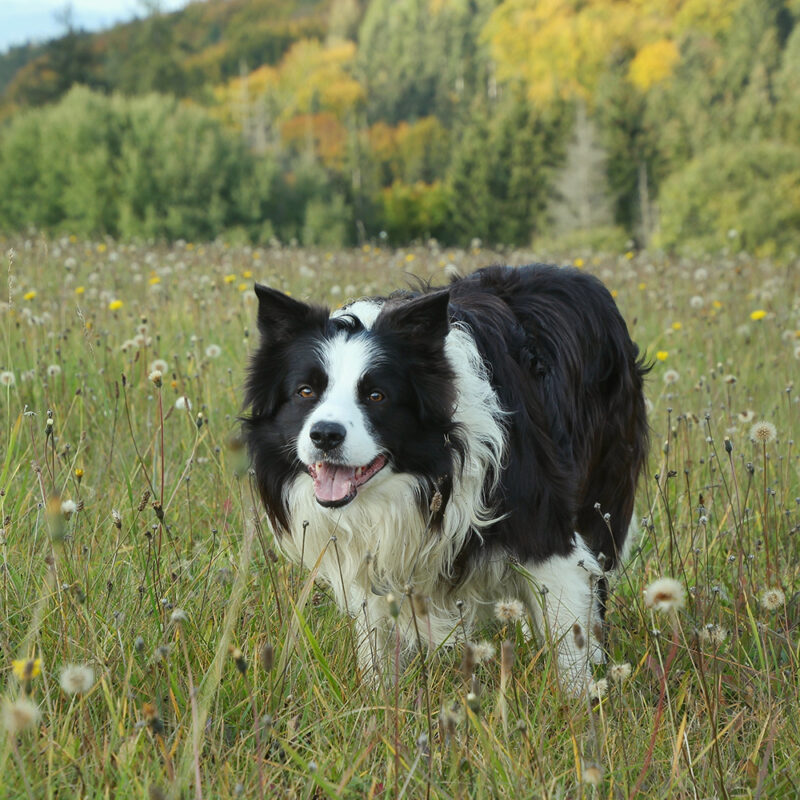 border collie in green flower field border collie in green flower field