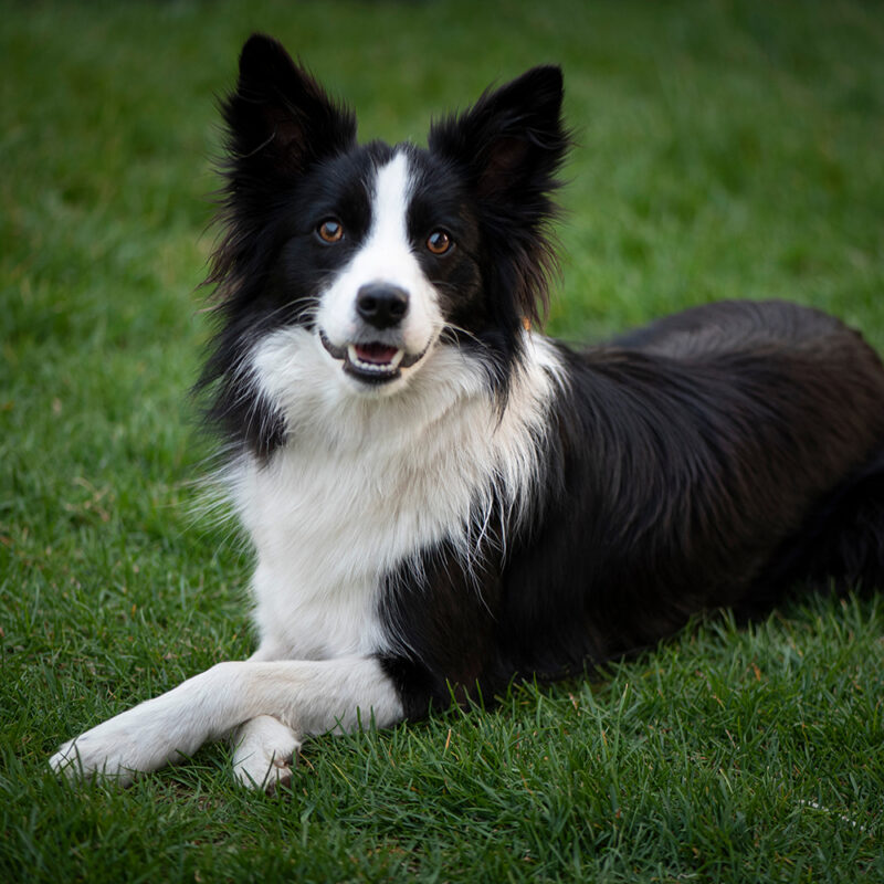 border collie with legs crossed outside border collie with legs crossed outside