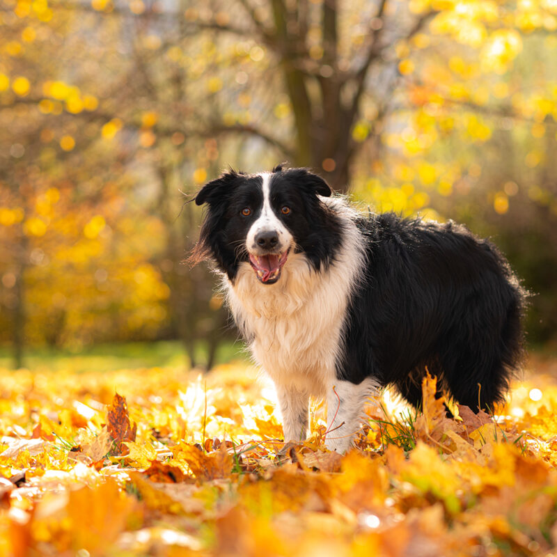 border collie standing in fall leaves border collie standing in fall leaves