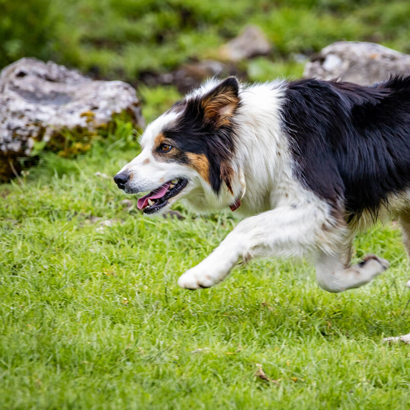 border collie running in grassy area border collie running in grassy area