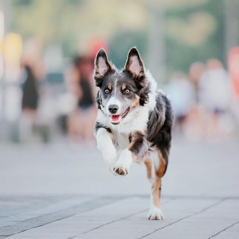 border collie mix running in urban area border collie mix running in urban area