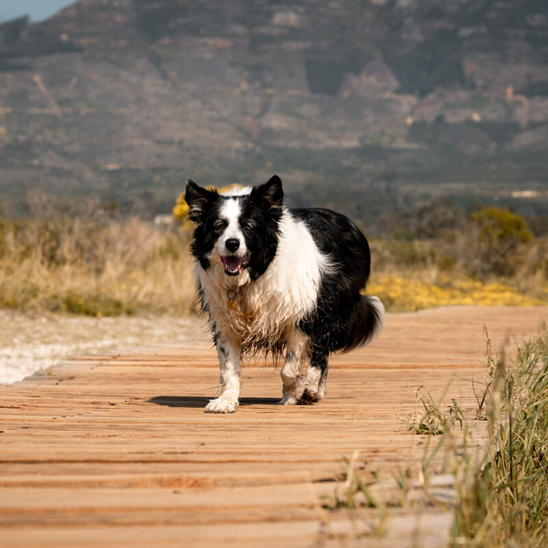 wet border collie running near lake wet border collie running near lake