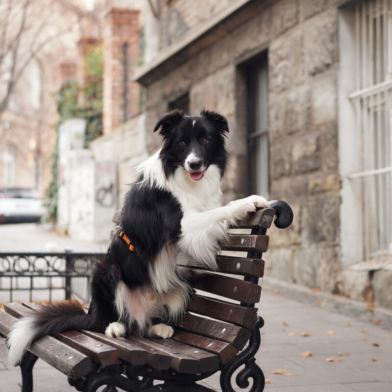 border collie sitting on city bench border collie sitting on city bench