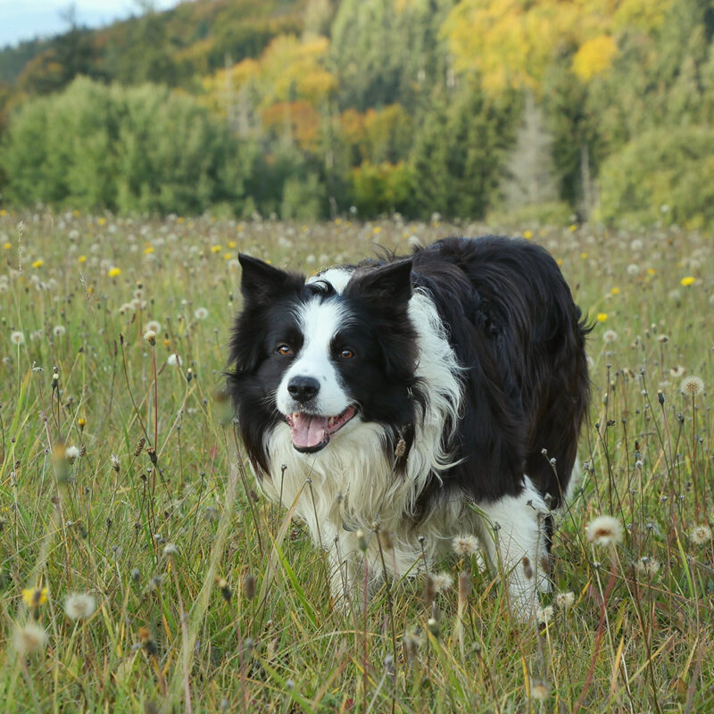 border collie in field of flowers border collie in field of flowers