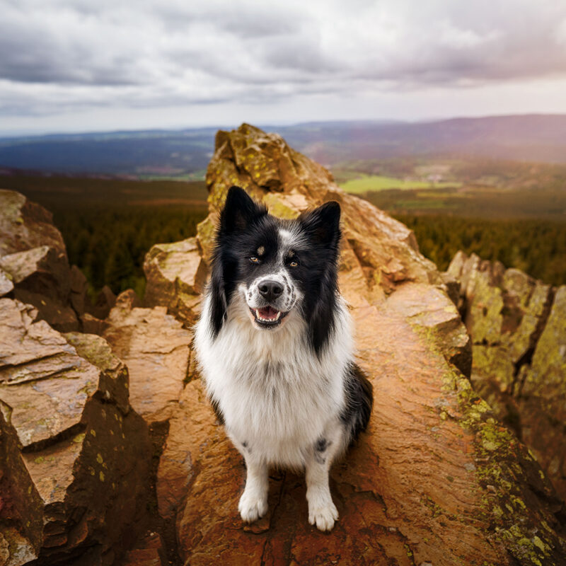 border collie on rock outside hike border collie on rock outside hike