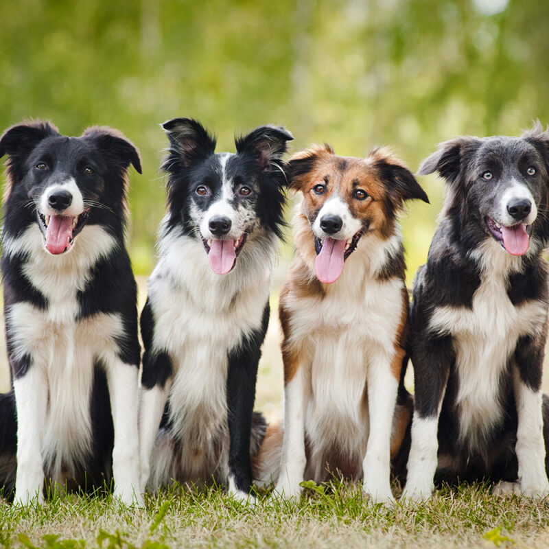 four border collies sitting together outdoors four border collies sitting together outdoors