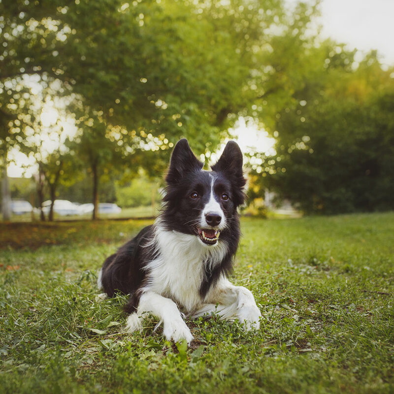 black and white border collie sitting in grass black and white border collie sitting in grass
