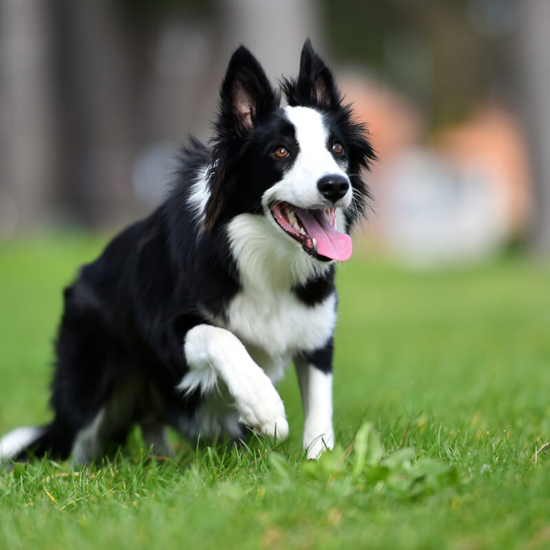 alert border collie running outside alert border collie running outside