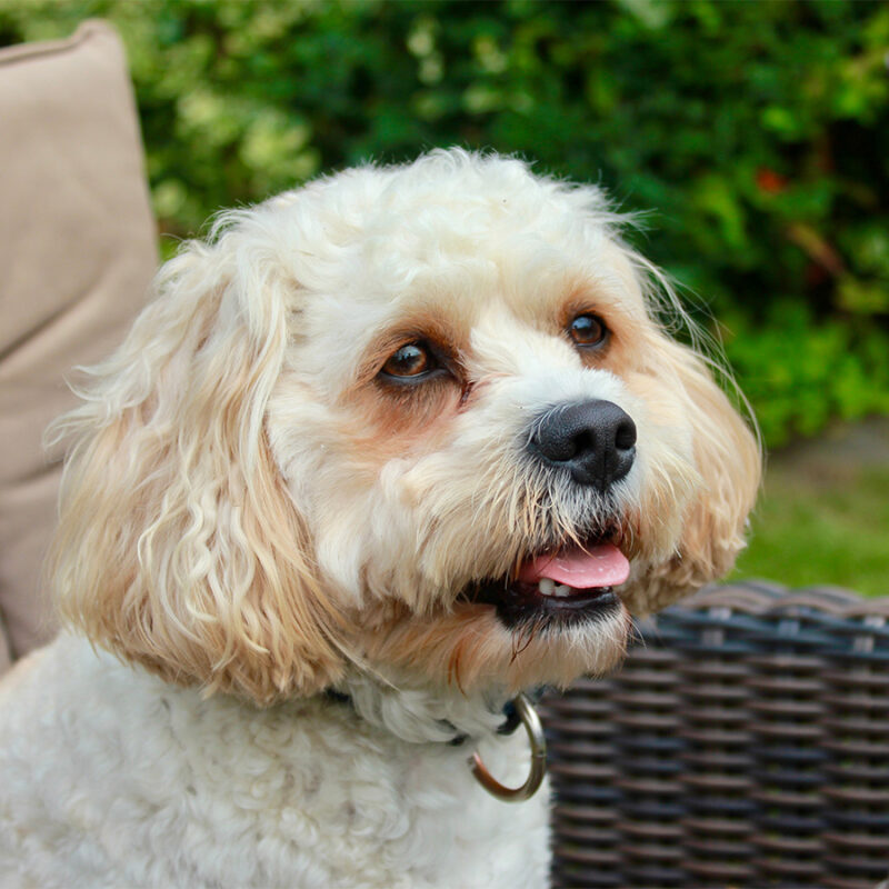 Cavachon dog in garden chair