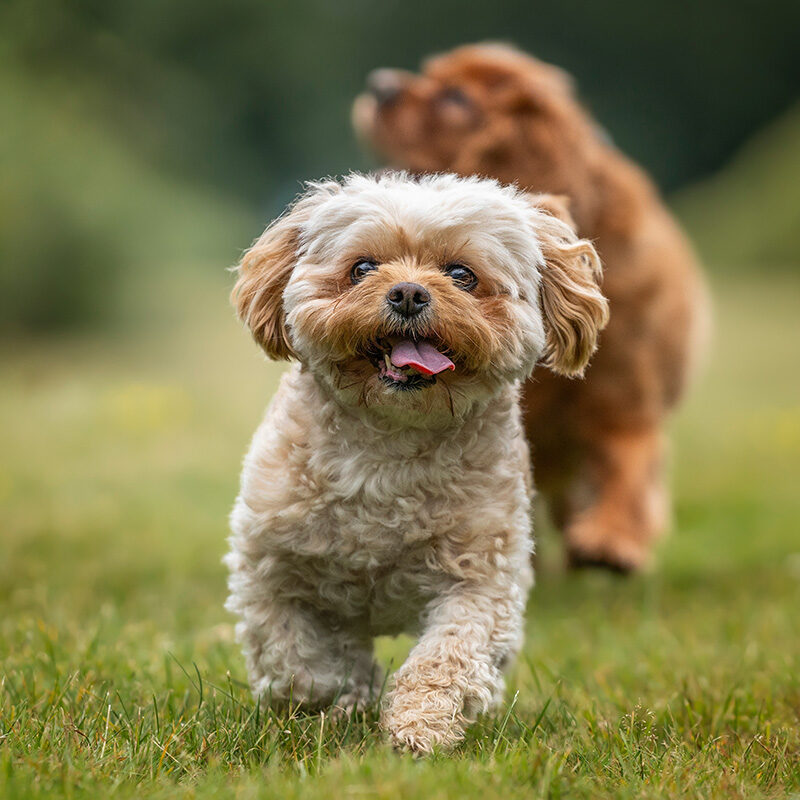 Cavachon dog on Ascot Racecourse in Berkshire