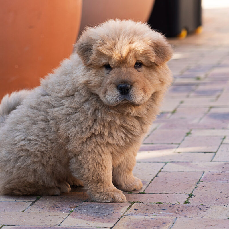 chow chow puppy on street chow chow puppy on street