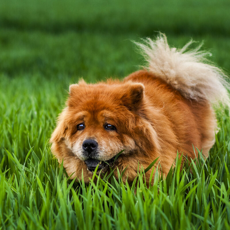 red chow chow lying in green grass red chow chow lying in green grass