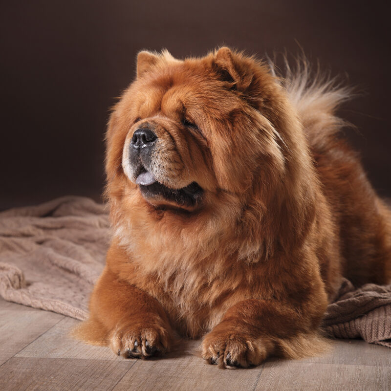 close up chow chow portrait close up chow chow portrait