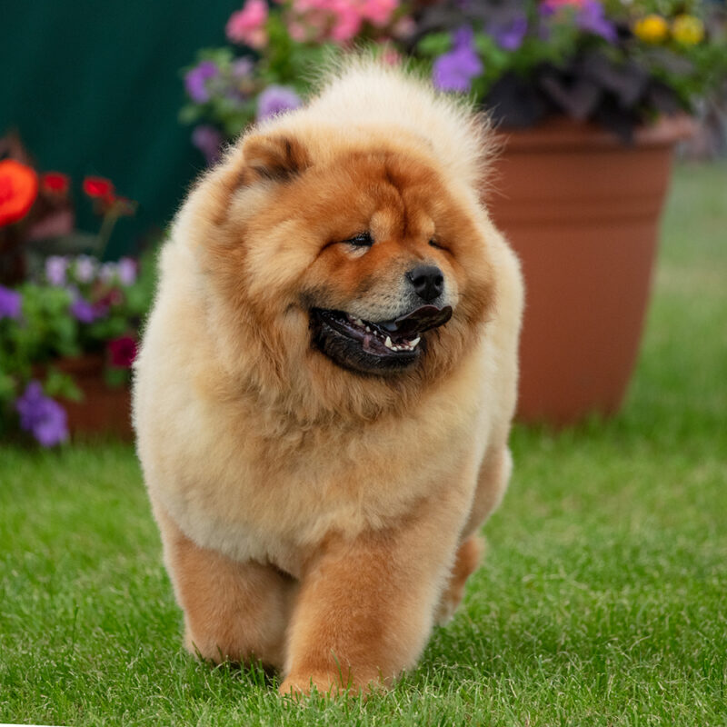 fluffy chow chow walking outside fluffy chow chow walking outside