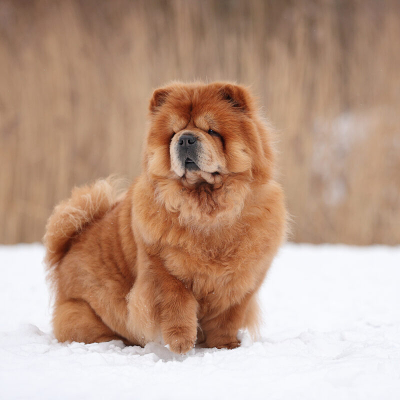 chow chow standing in snow chow chow standing in snow