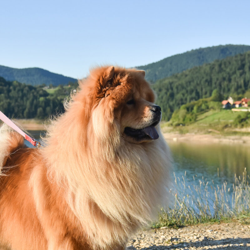 happy chow chow outside near lake happy chow chow outside near lake