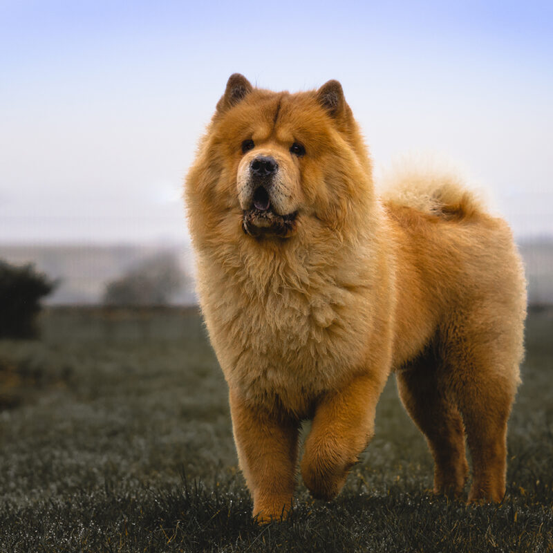 chow chow playing outside in grass chow chow playing outside in grass