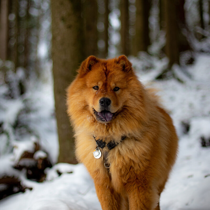 chow chow standing in snowy forest chow chow standing in snowy forest