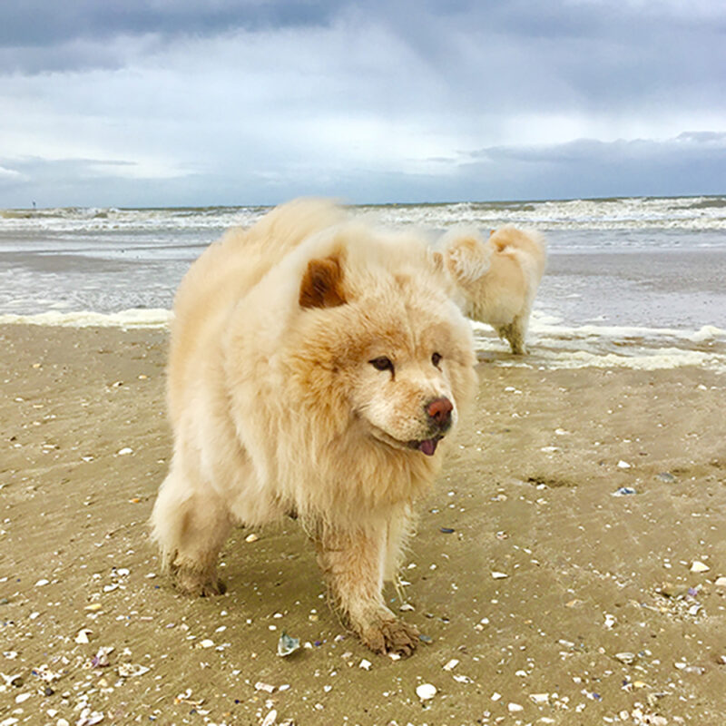 blonde chow chow on Florida beach blonde chow chow on Florida beach