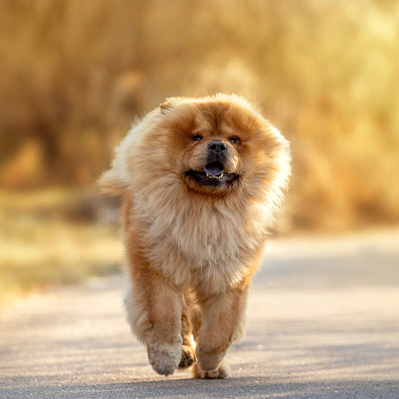 chow chow running outdoors chow chow running outdoors