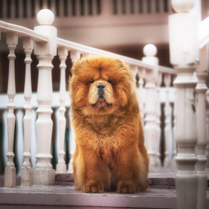 red chow chow sitting by stairs red chow chow sitting by stairs