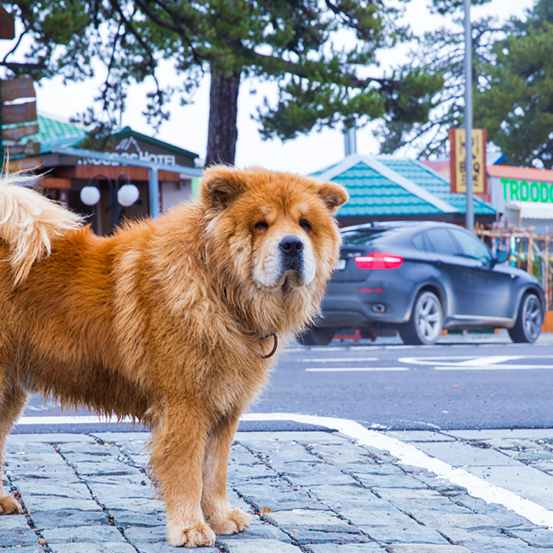 chow chow standing on city sidewalk chow chow standing on city sidewalk