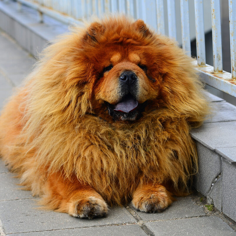 super fluffy chow chow close up portrait super fluffy chow chow close up portrait