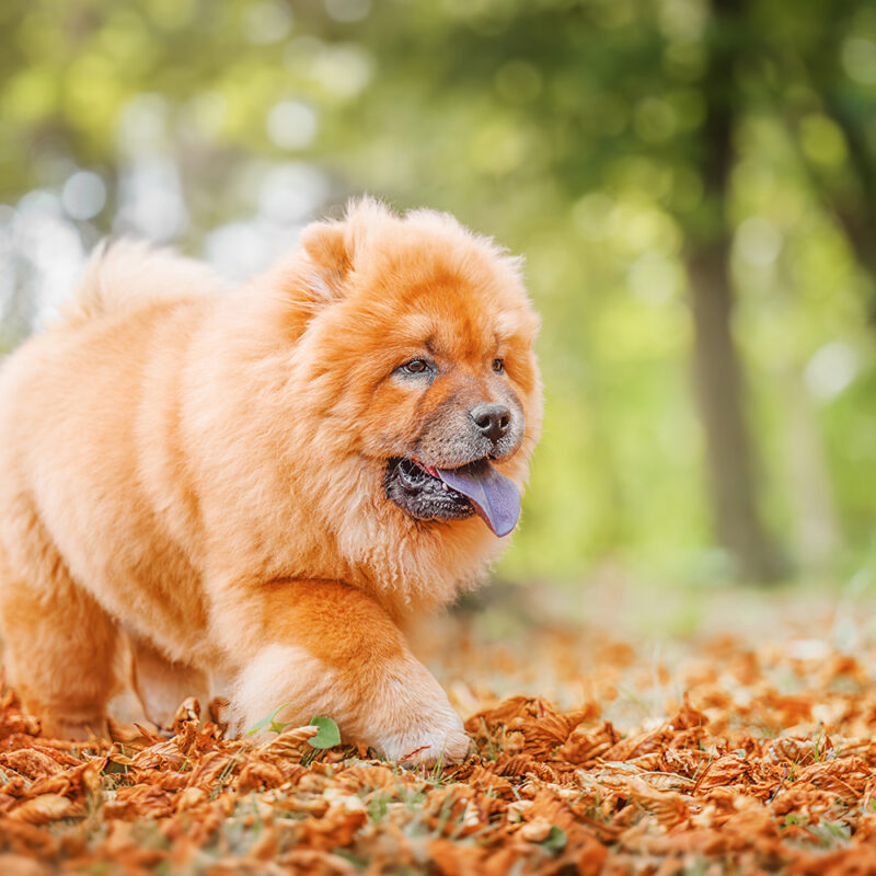 chow chow pennsylvania 1 chow chow pennsylvania 1