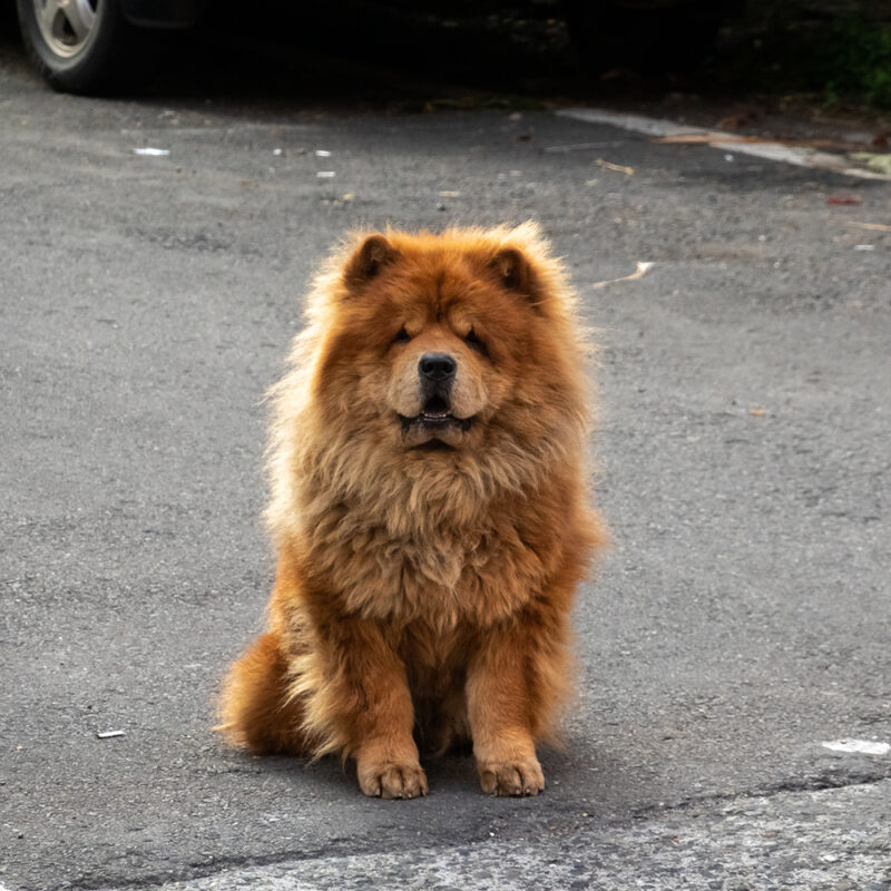 chow chow pennsylvania 2 chow chow pennsylvania 2