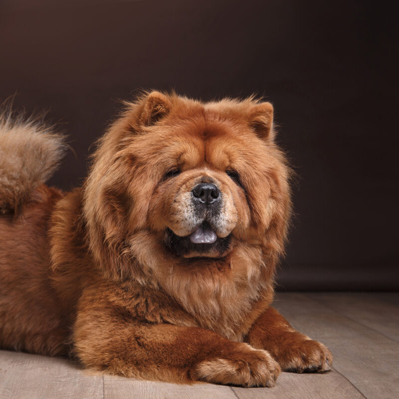chow chow pennsylvania 3 chow chow pennsylvania 3