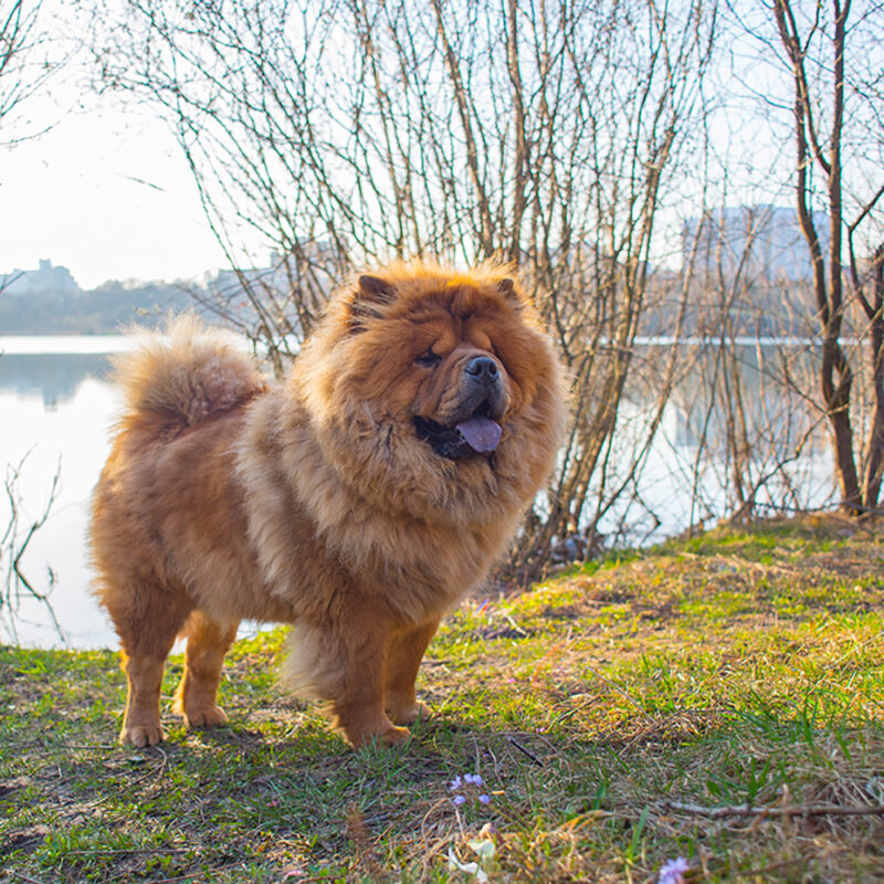 fluffy chow chow standing outdoors near lake fluffy chow chow standing outdoors near lake
