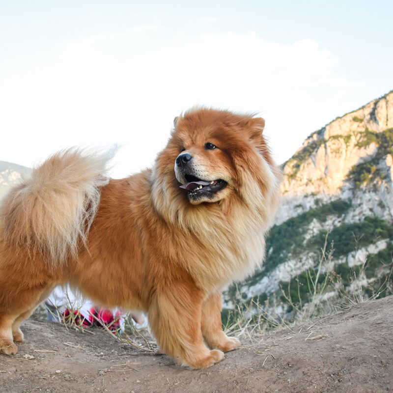 chow chow on hiking trail outdoors chow chow on hiking trail outdoors