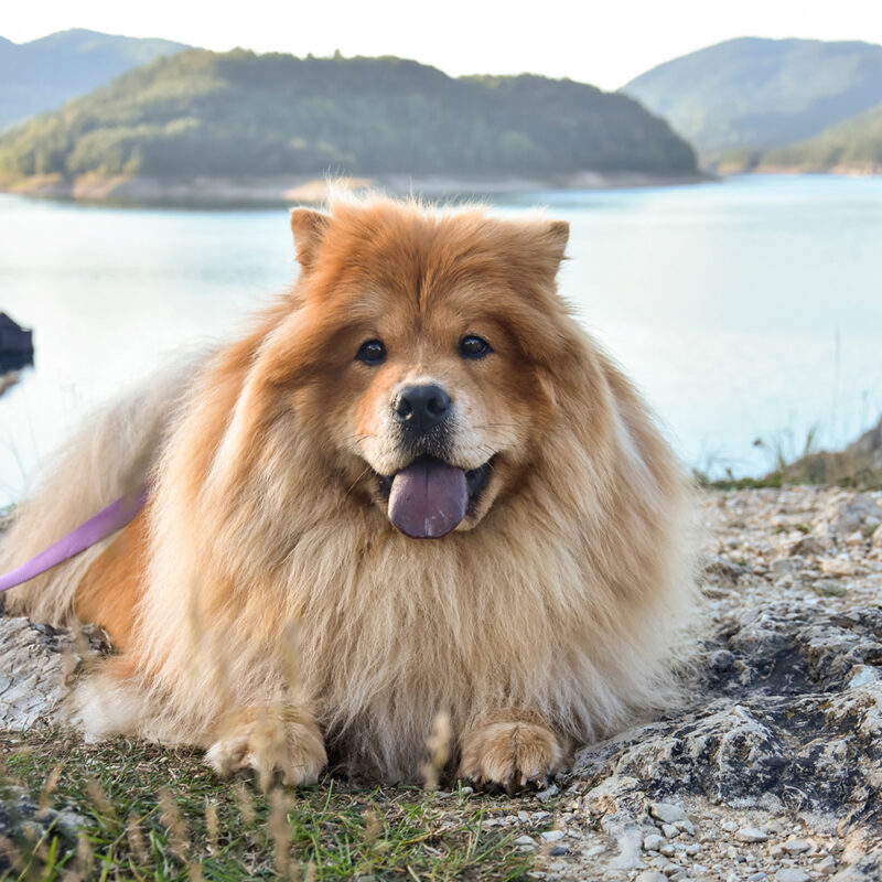 close up portrait of chow chow near lake close up portrait of chow chow near lake