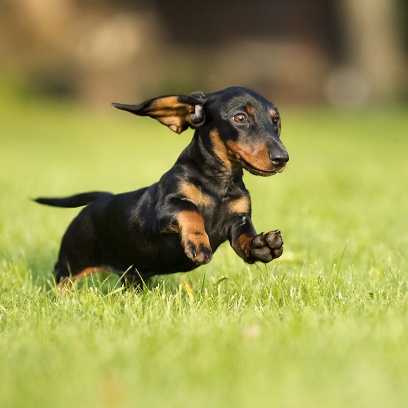 small tan and black dachshund running small tan and black dachshund running