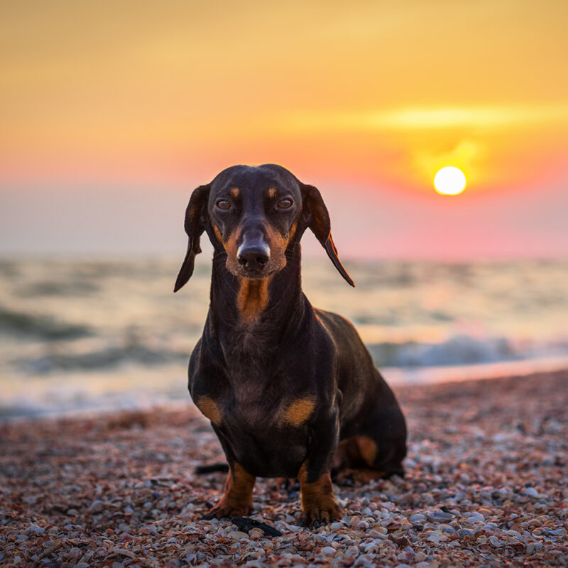 dachshund sitting on beach at sunset dachshund sitting on beach at sunset