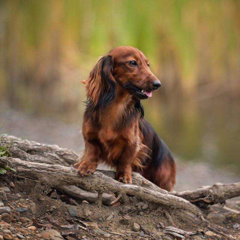 long-haired dachshund in forest long-haired dachshund in forest