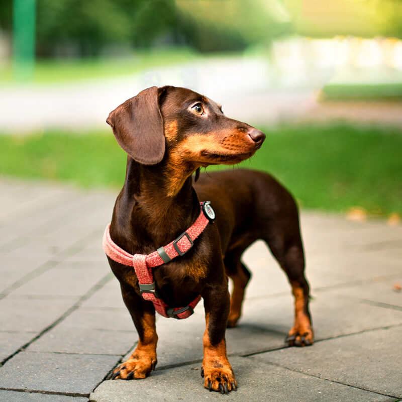 brown dachshund with harness in Florida brown dachshund with harness in Florida
