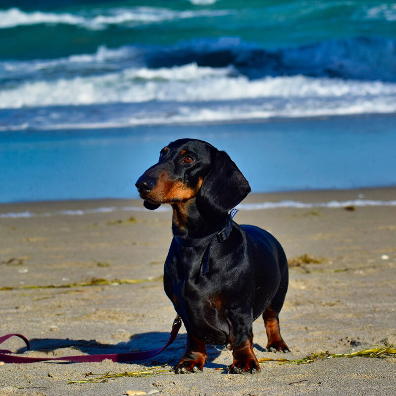 black dachshund on Florida beach black dachshund on Florida beach