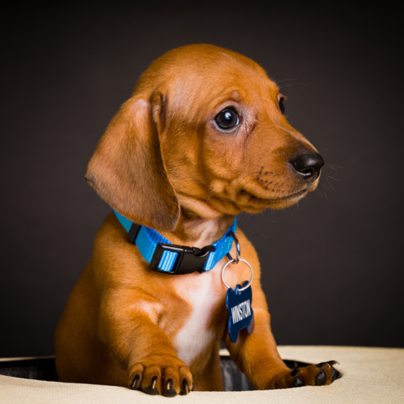 tiny puppy dachshund inside tiny puppy dachshund inside