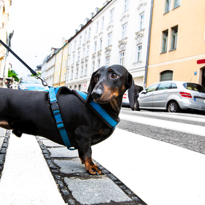 dachshund outside in New York City dachshund outside in New York City