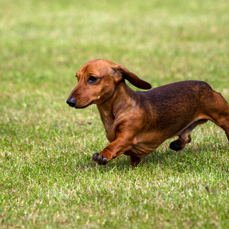brown dachshund running in grass brown dachshund running in grass