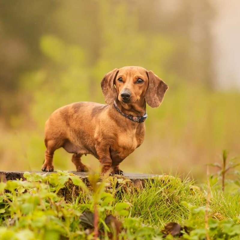 very small dachshund standing outside very small dachshund standing outside