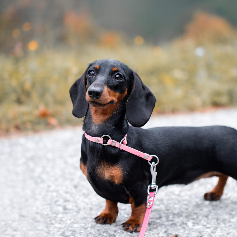 smiling black and tan dachshund walking smiling black and tan dachshund walking