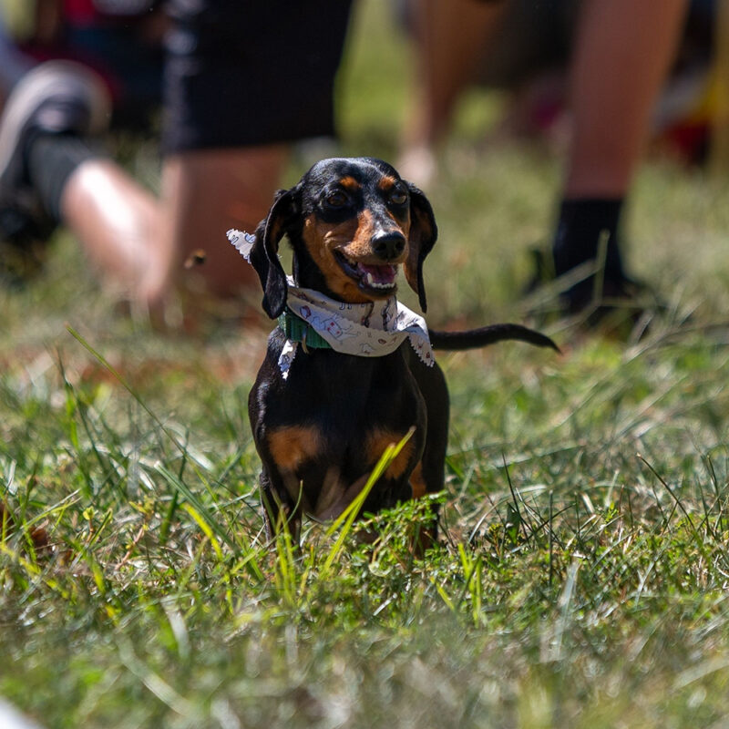 happy dachshund sitting in grass happy dachshund sitting in grass