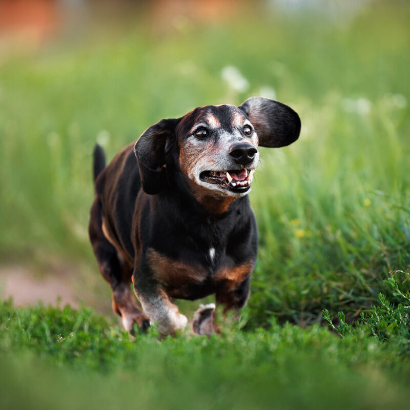 elderly dachshund running outside elderly dachshund running outside