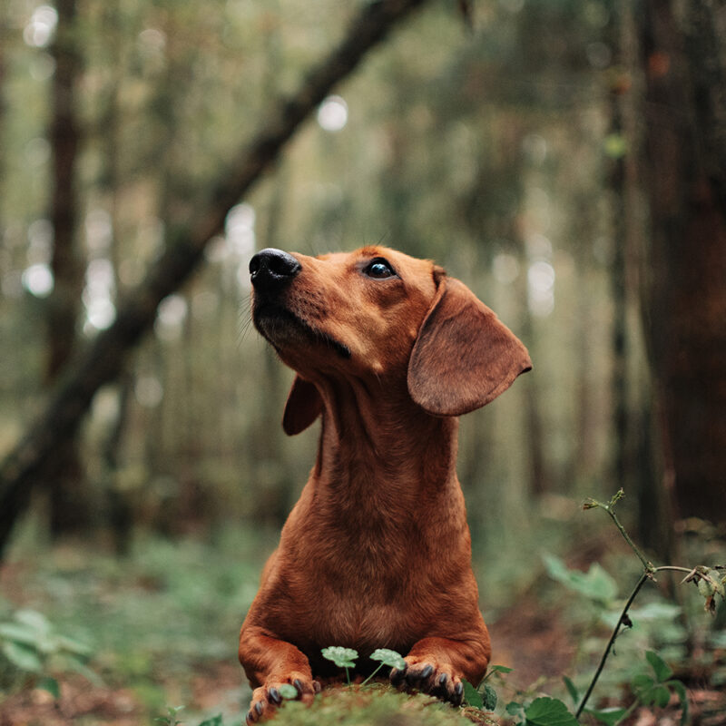 brown dachshund outdoors in Texas brown dachshund outdoors in Texas
